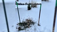 Grinch-like tree thefts hit Fargo parks days before Christmas