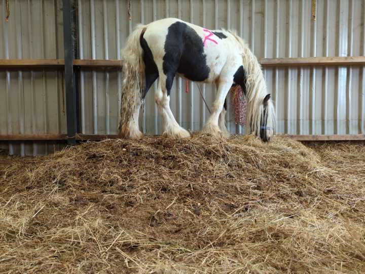 Sisters ‘never intended to cause suffering’ but one horse put down out of 30 seized in major welfare case
