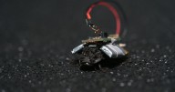 Cockroaches, fitted with tiny backpacks, could be part of the future of spycraft, search