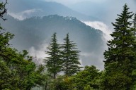 Deodars in HP’s Sangla Valley provide insights into climatic changes that could help form future policies