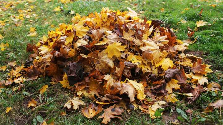 Give Garden Soil A Boost By DIYing A Leaf Mold Bin