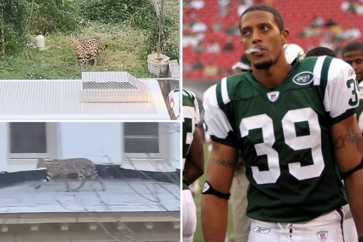 Two exotic cats belonging to one-time New York Jet run wild in Baltimore neighborhood