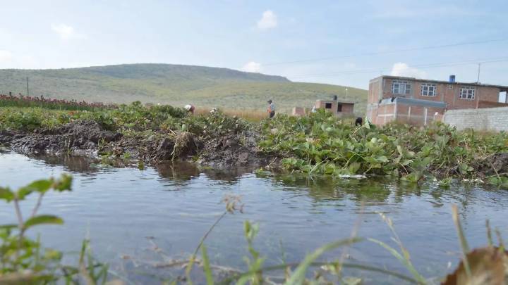 La tecnificación del riego tardará más de lo que planea el Gobierno Federal: Agustín Robles Montenegro