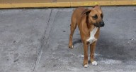 Estudiantes piden ayuda para perro callejero