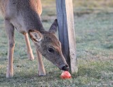 Why is feeding deer illegal in New York? DEC cites safety concerns for 2025