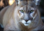 Seventeenth Florida panther killed; death reported in Glades County