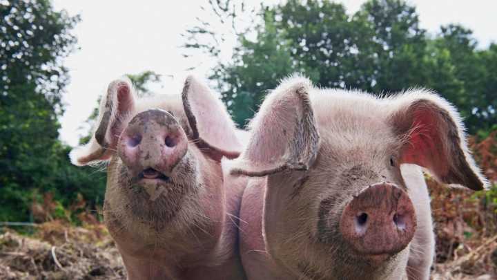 La peste porcina africana detectada en Cataluña enciende las alarmas en Aragón