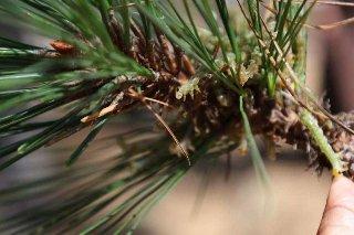 Combaten insectos defoliadores en bosques de la Sierra de Juárez y Valles Centrales