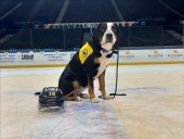 Norfolk Admirals, Mutts with a Mission Partner to Showcase Service Dogs