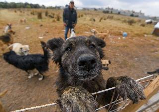 Rescatan a decenas de perros abandonados en el día de la Virgen de Guadalupe