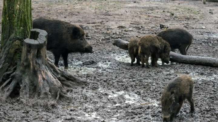 Sudáfrica suspende la entrada de carne de cerdo y otros derivados por la peste porcina