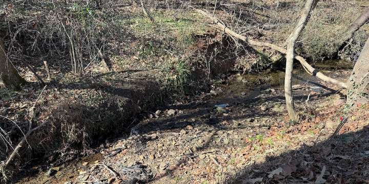 Dead black vultures found in Rocky Mount sent for avian flu testing