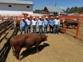 Más de 10 mdp para mejoramiento genético del ganado