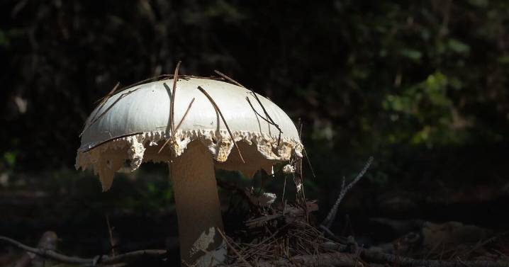 Do Not Eat Wild Mushrooms, Officials Warn After Poisonings Turn Deadly