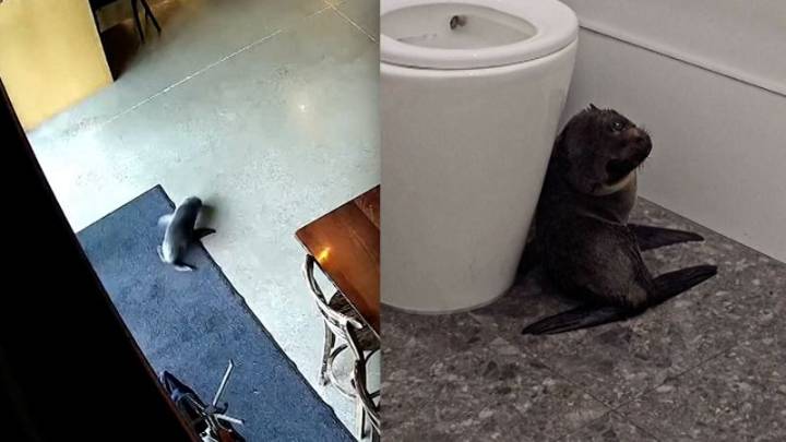 Cría de foca irrumpe en un bar de Nueva Zelandia