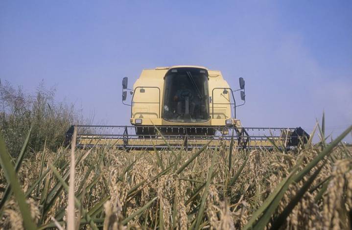 AVA-ASAJA denuncia que la reforma europea del GSP deja al arroz español en situación crítica