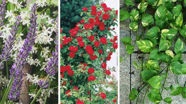 Small Pots, Big Charm: Plants That Bring Freshness, Fragrance and Style to Your Home