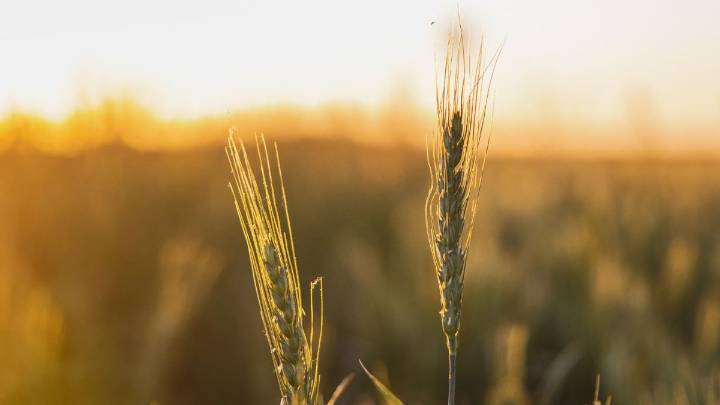 Trigo: lluvias traban la cosecha en el norte de Buenos Aires, pero los rindes van de 50 a 70 qq/ha