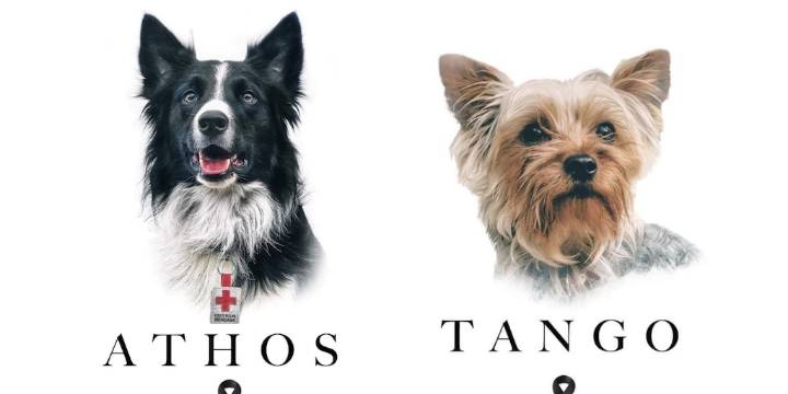 Tribunal de Querétaro reduce condena al responsable del envenenamiento de los perros rescatistas Athos y Tango