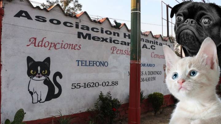 Desalojan albergue de animalitos en Cuajimalpa, más de mil 100 perros y gatos están en peligro
