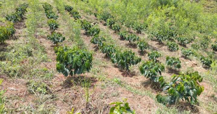 Café de Colombia, listo para volver a las zonas más cálidas. Tiene características del robustas y del arábigo