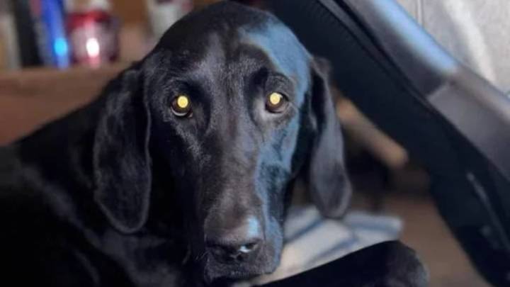 Texas Family Doubts Their Puppy’s Heritage Until A DNA Test Brings A Twist No One Saw Coming