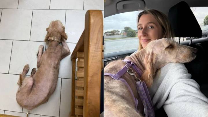 Oklahoma Woman Steps In After Seeing A Heartbreaking Post About A Neglected Goldendoodle Running Out Of Time