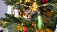 ¿Cómo evitar que su gato destruya el árbol de navidad?: aquí las recomendaciones