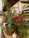 Urban Jungle: Deck The Halls This Holiday Season With Plants