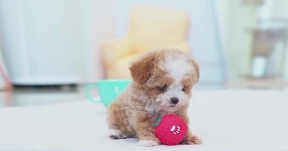 Puppy scam costs North Texas family hundreds; BBB issues holiday warning