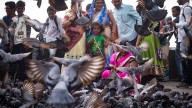 A ban on feeding pigeons ruffles lots of feathers in Mumbai