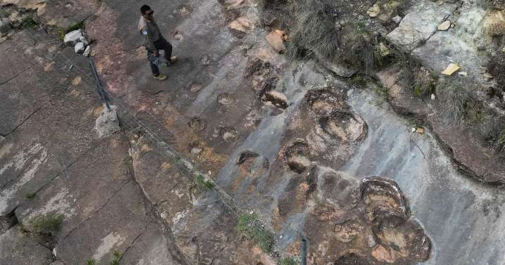 Fossil footprints found in Bolivia reveal dinosaurs' awkward attempts to swim