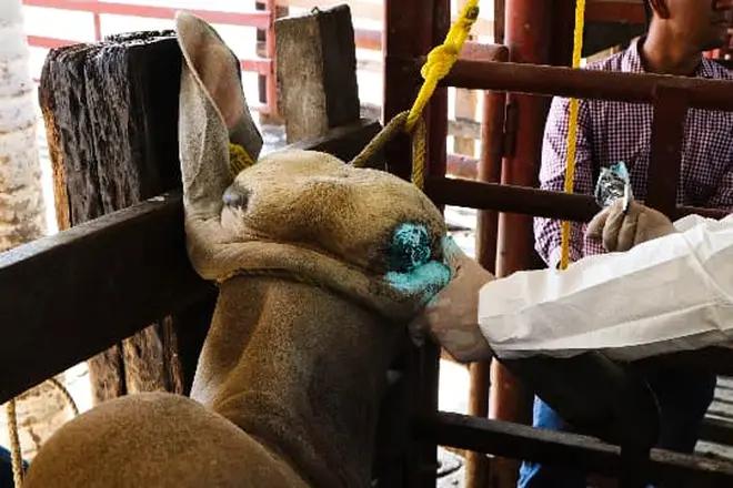 Ganaderos y gobierno de México trabajan en conjunto contra gusano barrenador