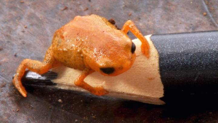 New Pumpkin Toadlet Species Is Just 1 Centimeter Long, And It’s Named After Brazil’s President