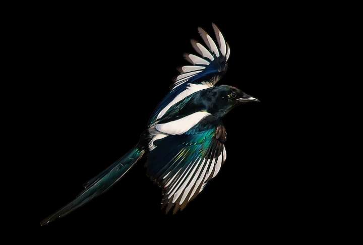 Why are we so suspicious of magpies?