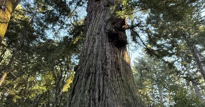 The long tale of Methuselah: San Mateo County’s oldest tree stands tall for a reason