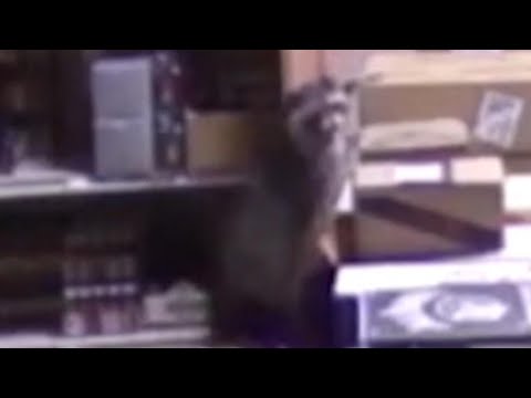 New video of drunken raccoon that passed out in Virginia liquor store