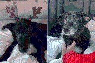 Rescue Dog, 15, Wanted a ‘Last Gift’—Days Before Christmas, Someone Saw Her