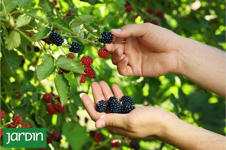 Más poderosas de lo que parecen. El secreto nutricional que esconden las moras de la vereda