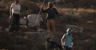 Photos capture West Bank olive harvest as villagers fear more violence by Israeli settlers