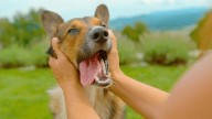 Qué significa que los perros salten cuando llegas a casa según los expertos: no solo están contentos