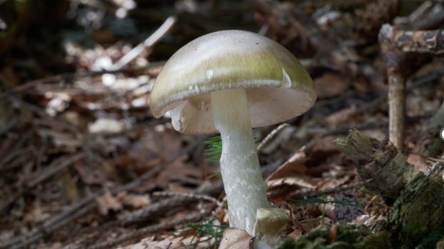 California officials warn against foraging wild mushrooms after deadly poisoning outbreak