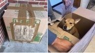 Puppy found sealed in box outside Pennsylvania SPCA in Philadelphia now awaits adoption