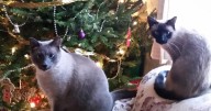 Tips to Keep Your Christmas Tree Fresh and Cat