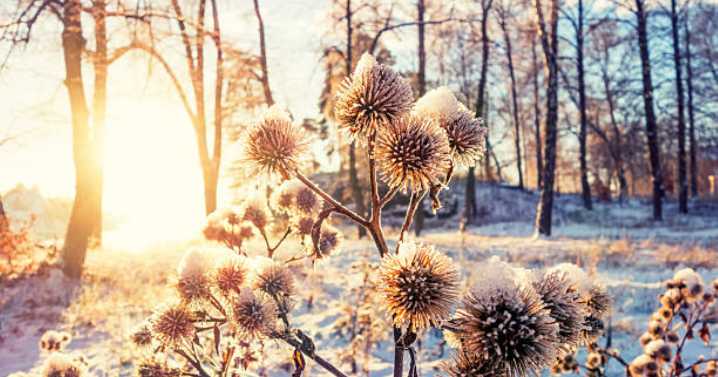 Solsticio de invierno 2025: ¿Por qué el día durará menos de 11 horas en México y qué efectos traerá?