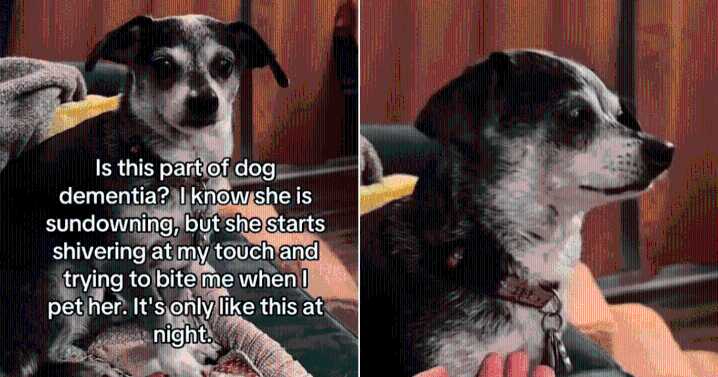 Senior Dog’s Nighttime Dementia Symptoms Break Hearts