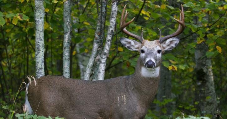 Hunter Killed in Juniata County Shooting Incident