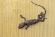 5 Practical Ways to Keep Lizards Out of Your Home
