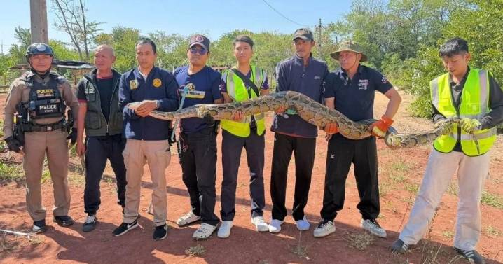 Giant python caught after devouring and puking up a dog that made it 'sluggish'