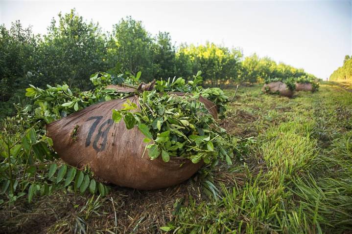 Conflicto. Empezó un paro de productores de yerba enojados por los precios que cobran